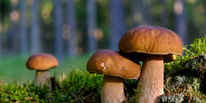 Сезон грибов открылся в лесах Петербурга и Ленобласти